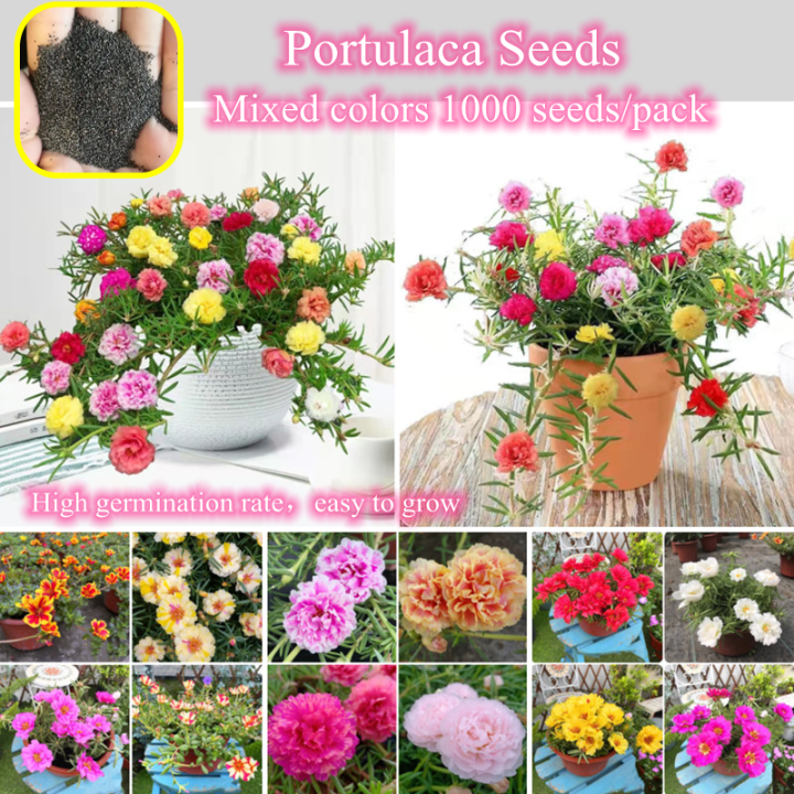 Easy To Grow In Malaysia Pcs Mixed Colors Portulaca Seeds For