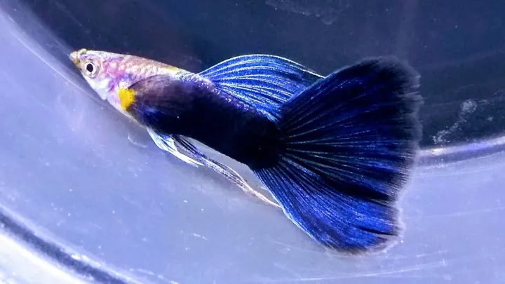 Hb Blue Guppy Pair Lazada