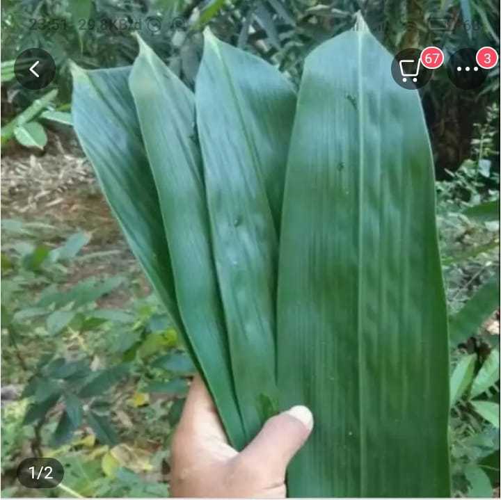 DAUN BAMBU JUMBO BUNGKUS BACANG 50 LEMBAR Lazada Indonesia