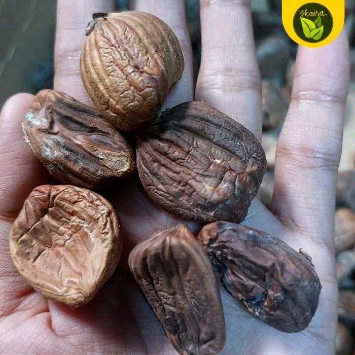 Artocarpus Camansi 5 Seeds For Planting Binhi Pantanim Lazada PH