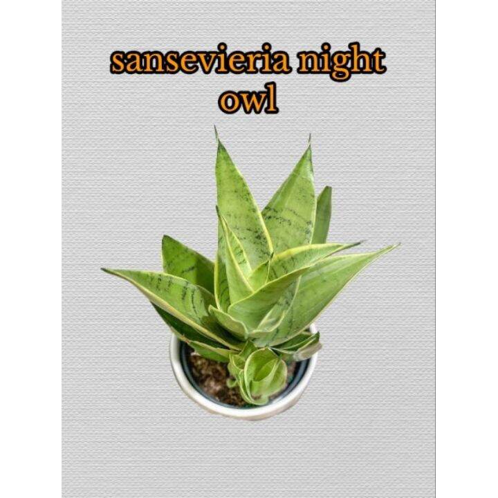 Sansevieria Night Owl Silver Hahnii Marginated Lazada PH