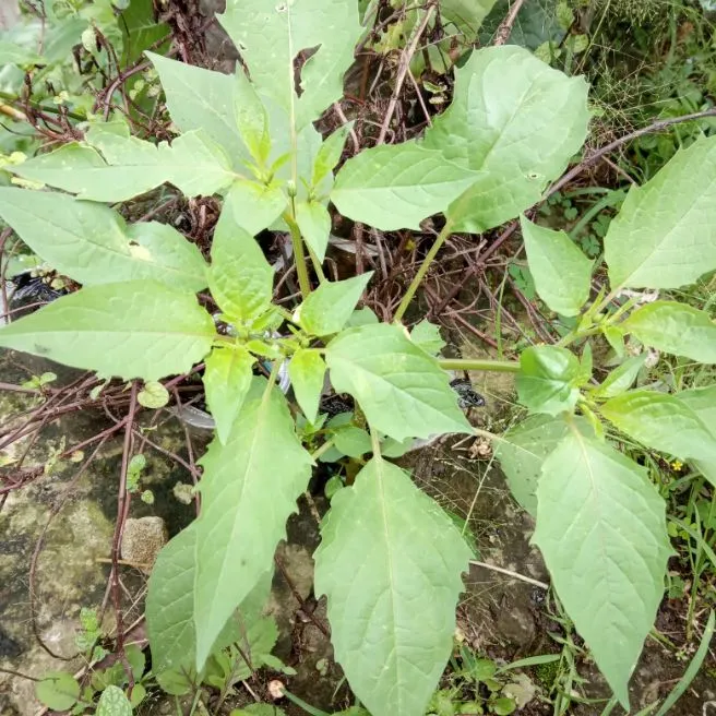 Daun Ciplukan Atau Daun Cecenet Segar 1 Kg Lazada Indonesia