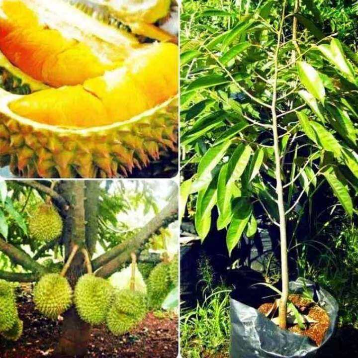 Godongmas Bibit Durian Musang King Malaysia Seeds Lazada