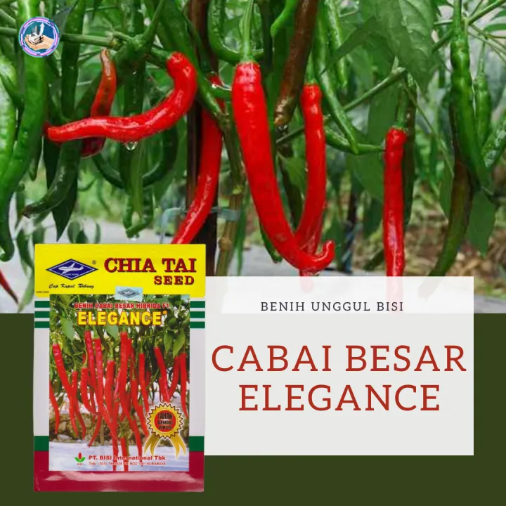 Benih Cabe Cabai Besar Hibrida F1 ELEGANCE 10 Gram Original 100 Benih