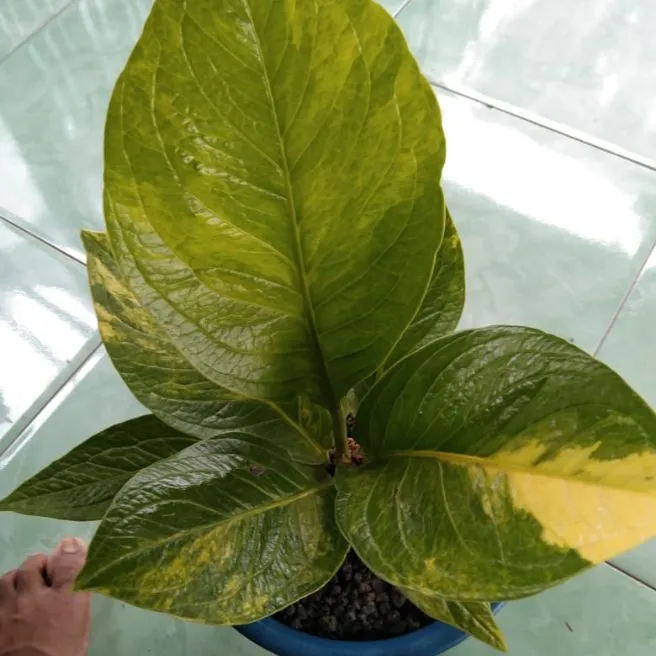 Anthurium Jemani Cobra Variegata Lazada Indonesia