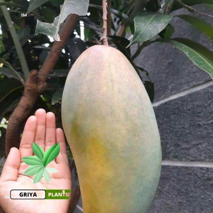 Bibit Mangga Thailand Kiojay Bibit Mangga Kio Jay Hasil Okulasi Cepat