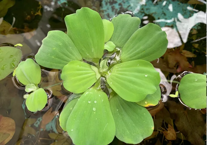 Floating Live Aquatic Loose Plants Pistia Stratiotes Also Known As