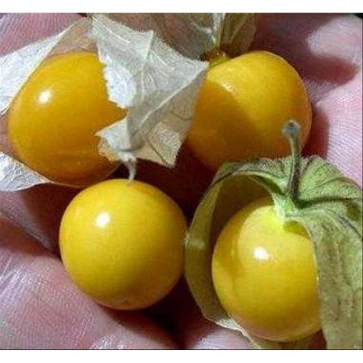 Biji Ciplukan Kuning Yellow Morelberry Seeds Benih Biji Lazada