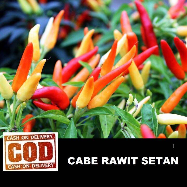 CABE RAWIT SETAN 20 Biji Bibit Benih CABAI RAWIT SETAN SUPER