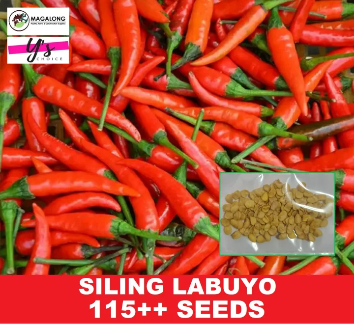 INTRODUCTORY SALE 115 SEEDS CHILI PEPPERS SILING LABUYO