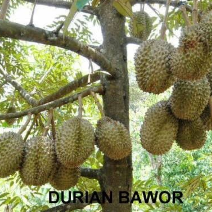 Bibit Durian Bawor Super Hasil Okulasi Batang Tanaman Besar Ranting