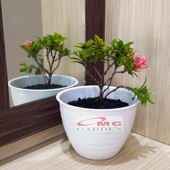 Tanaman Hias Bonsai Bonsae Mame Soka Mini Asoka Jepang Ixora Pink