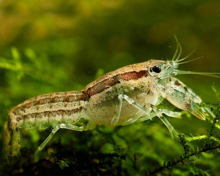 Cambarellus Texanus Mexican Dwarf Crayfish Lazada