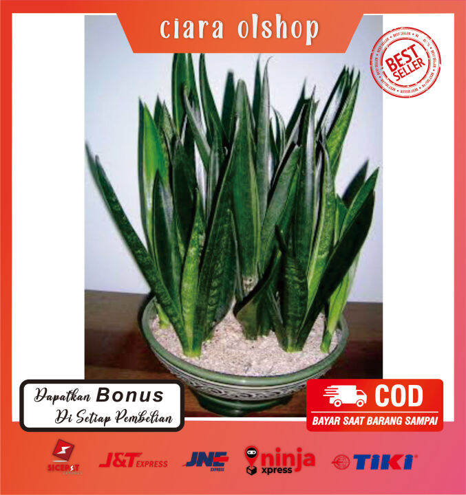 Tanaman Sansevieria Green Arrow Hijau Lumut Lazada Indonesia