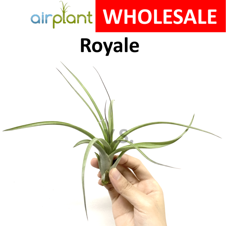 Air Plant Tillandsia Royale Pokok Udara 空气草 空气凤梨 Lazada