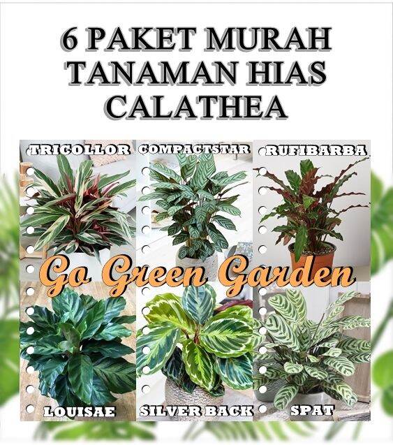 PAKET HEMAT 6 Jenis Tanaman Hias Calathea Lazada Indonesia