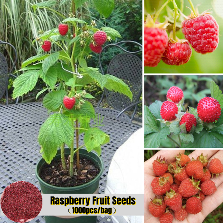 Fruit Seeds For Planting Sweet Juicy Raspberry Fruits Plant Seeds