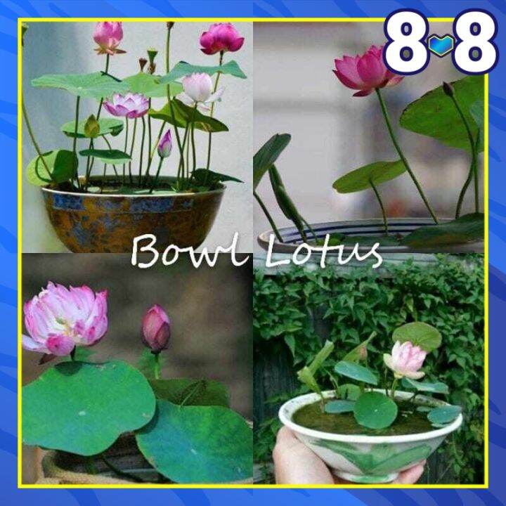 Pot Lotus Flower Seeds Mix Colour Bowl Lotus Water Lily Mini Lotus