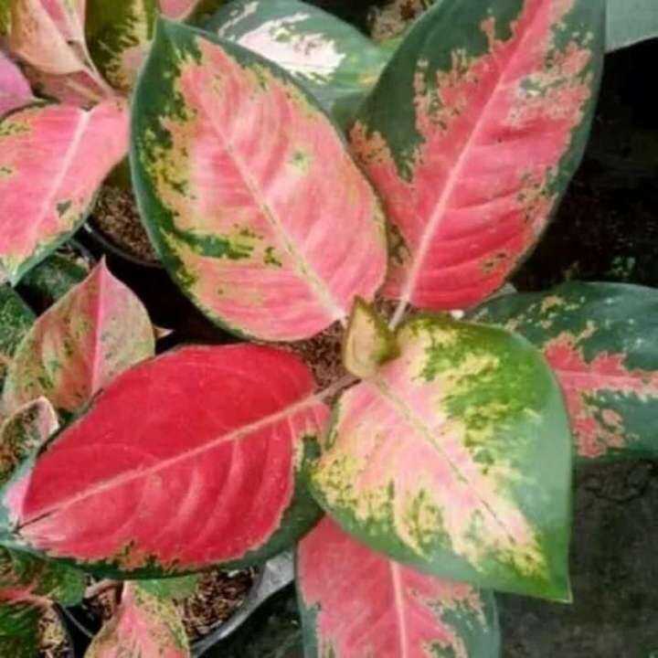 Aglaonema Red Kocin Tanaman Hias Indoor Aglonema Kochin Seeds Lazada Ph