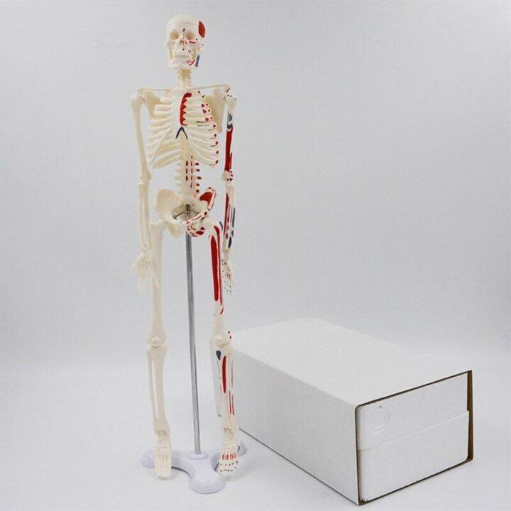 Medical Mini Human Skeleton Model For Anatomy 17 72 Full Body Human