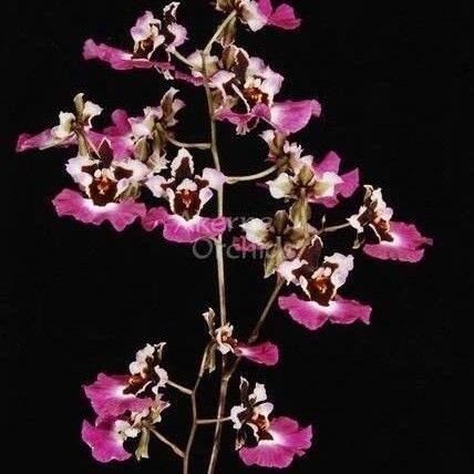 Tanaman Hias Anggrek Epidendrum Pink Strip Lazada Indonesia