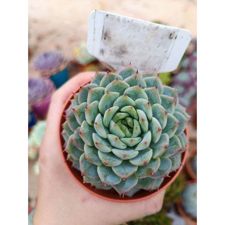 Ft Live Succulent Echeveria Alienor Cm Pot Lazada