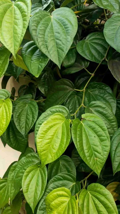 Daun Sirih Hijau Herbal Serbaguna Alami Langsung Petik Dari Kebun 40