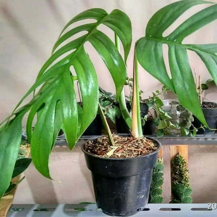 Tanaman Hias Monstera Epipremnum Pinnatum Philodendron Ekor Naga