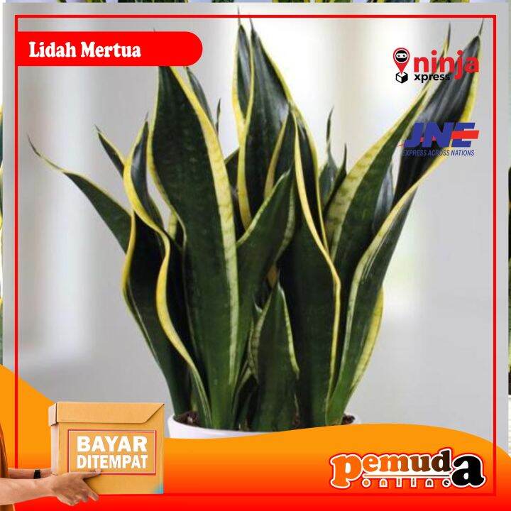 Lidah Mertua Sansevieria Trifasciata Strip Kuning Cod Lazada Indonesia