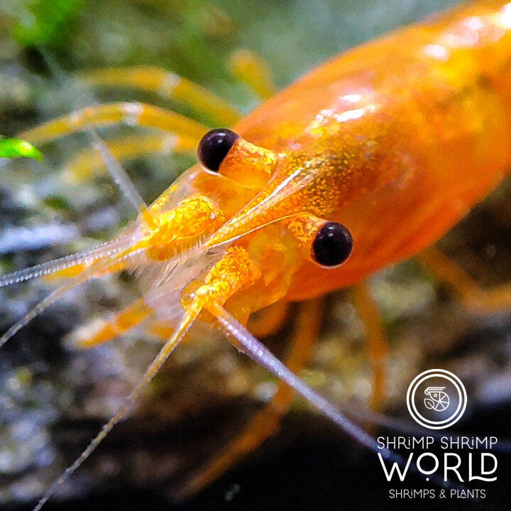 Orange Sunkist Shrimp Neocaridina Davidi Orange 8pc By SSW Lazada