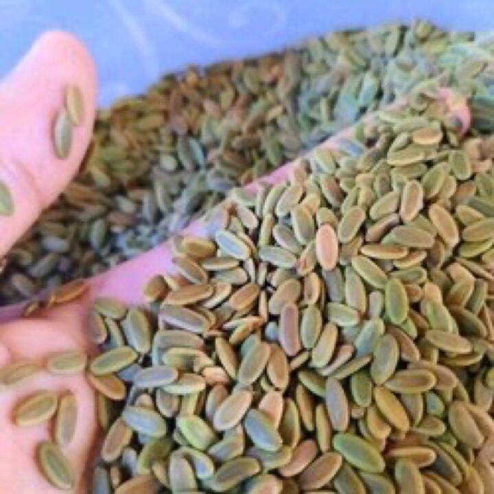 Biji Benih Sengon Laut 1kg Kualitas Unggul Lazada Indonesia