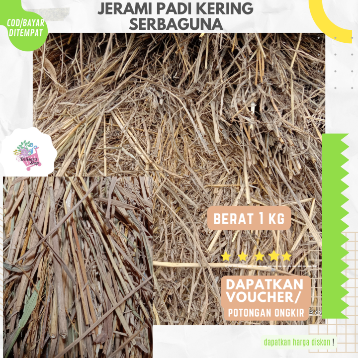 Jerami Padi Kering Serbaguna 1 Kg Lazada Indonesia