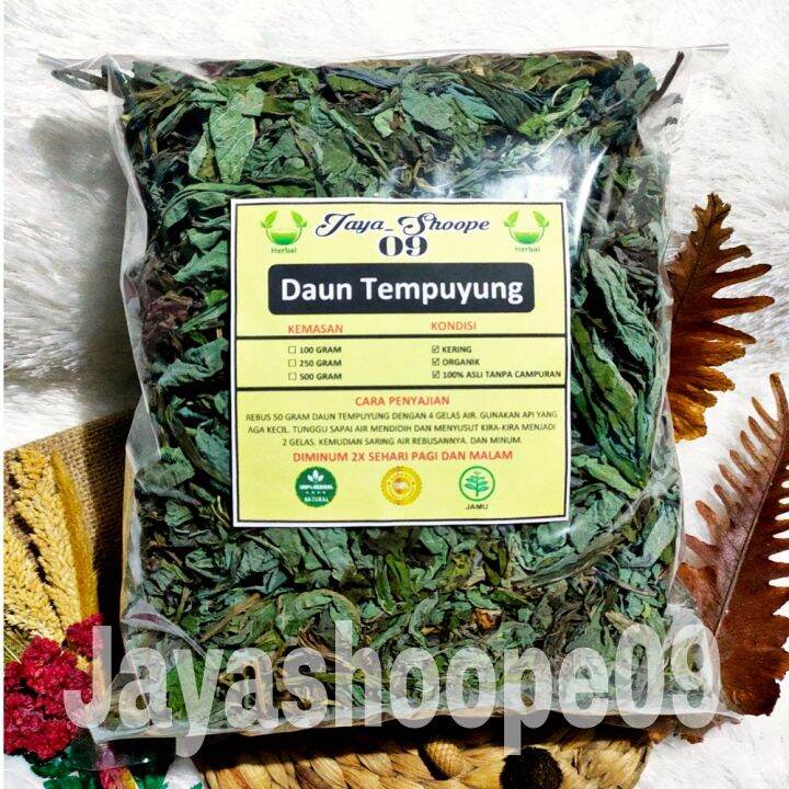 Daun Tempuyung Kering Obat Herbal Rempah Rempah Alami Teh Lazada