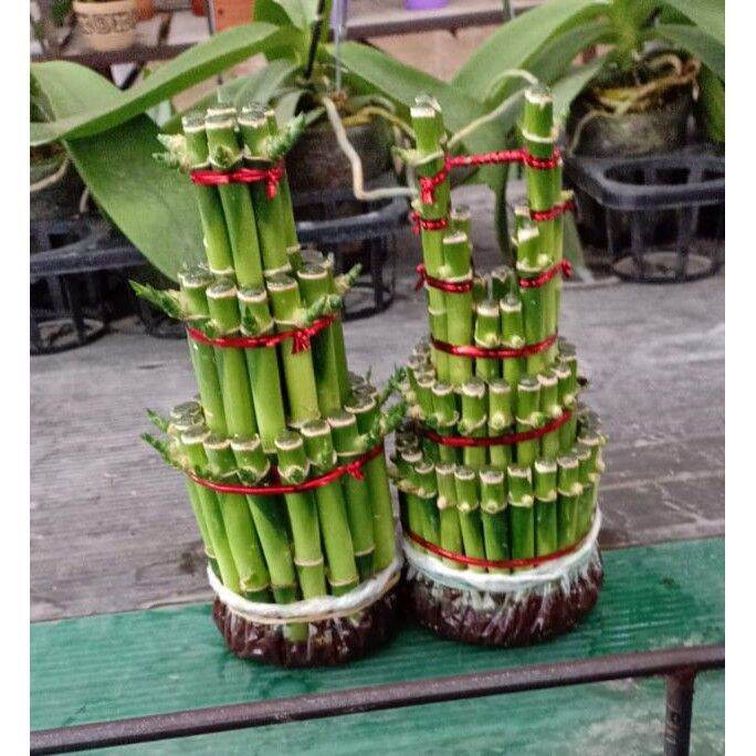 Tanaman Hias Bambu Hoki Hoky Bambu Rejeki Lucky Bamboo Lazada