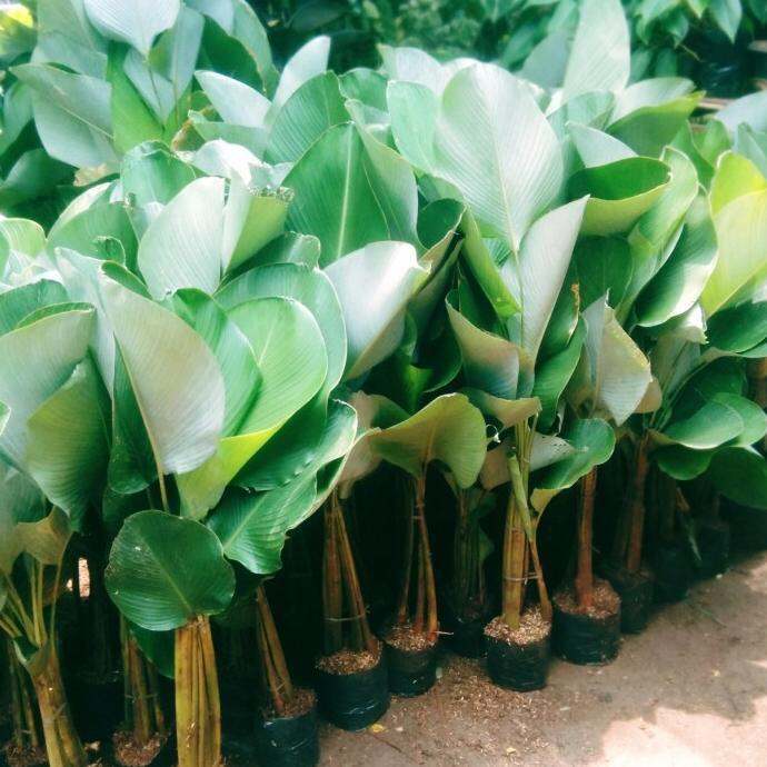 Tanaman Hias Pisangan Calathea Lutea Pisang Kalatea Ccc Lazada