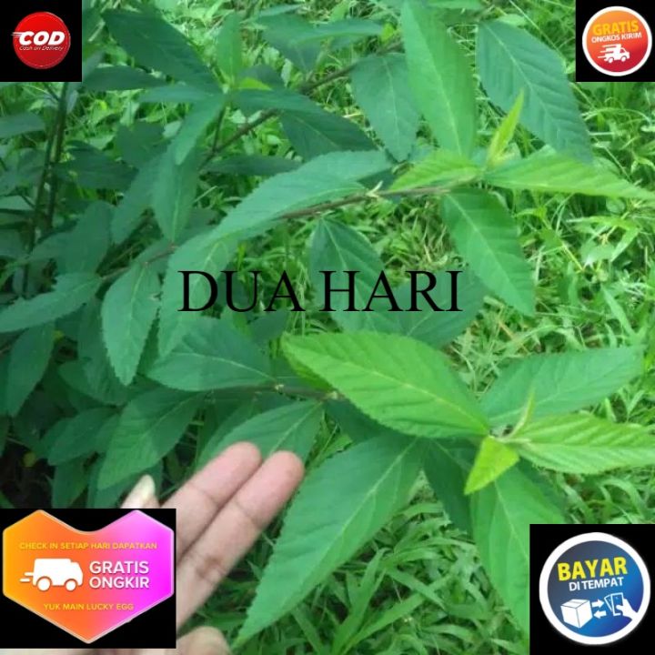 Daun Sidaguri Jantan Daun Sidaguri Segar Kg Lazada Indonesia