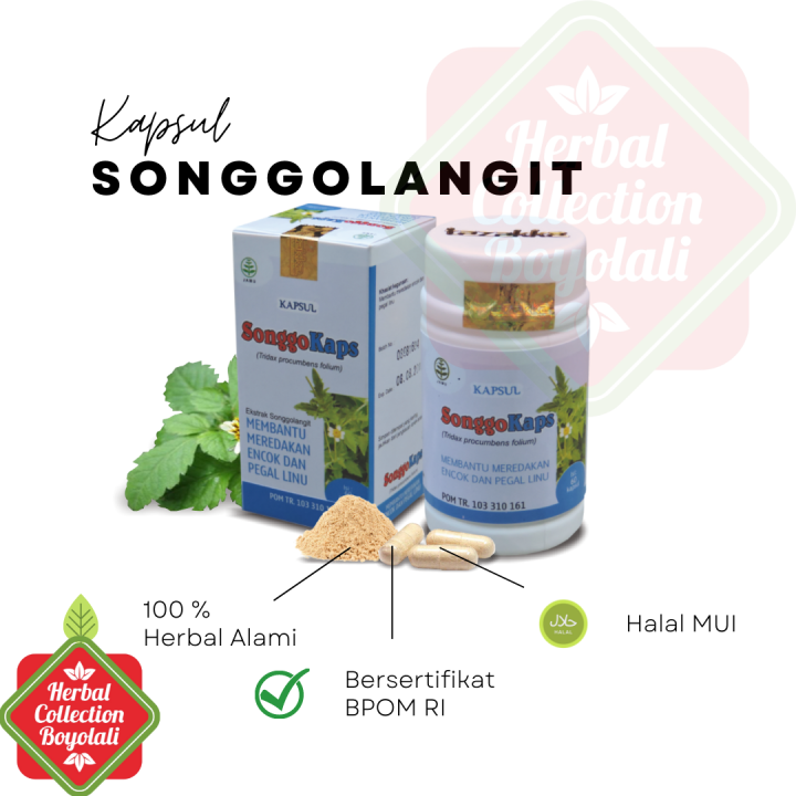 Songgo Langit Tridax Procumbens Original Ekstrak Herbal Tazakka