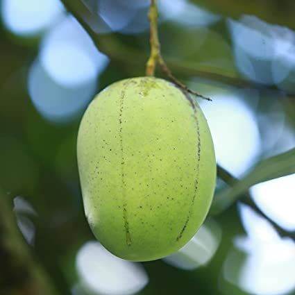 Nandini Garden Langra Sweet Mango King Of Mango Variety Mangifera