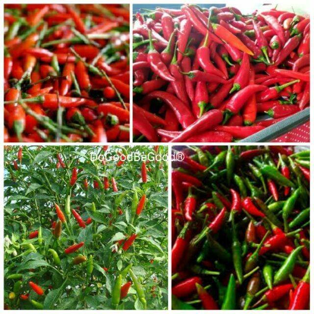 30Seeds Hot Pepper Seeds Biji Benih Cili Api Code 09 Lazada