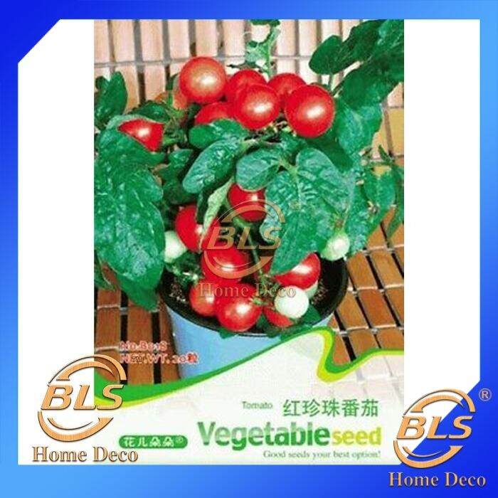 Expiredbiji Benih C Tomato Flower Goddess Vegetable Flower Fruit