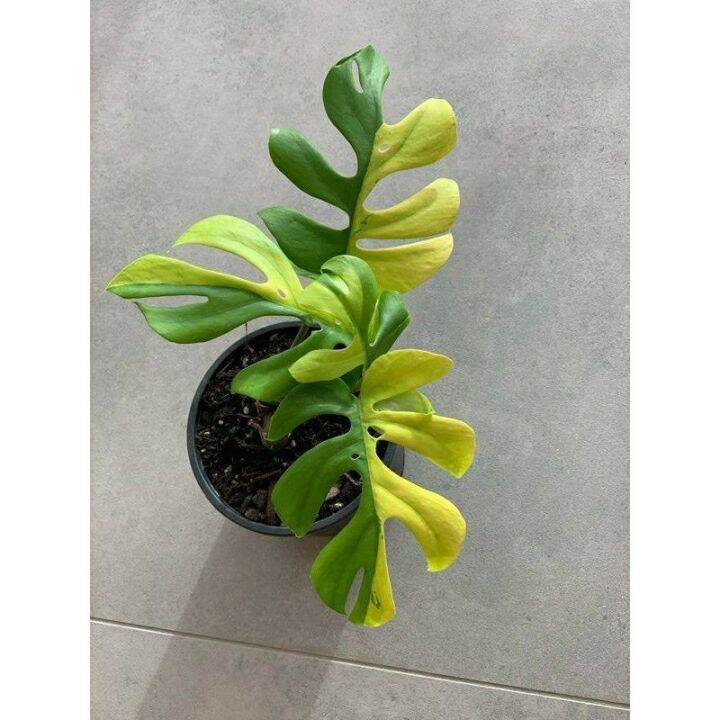 Promo Bibit Bonggol Philodendron Minima Variegata Langka Lazada