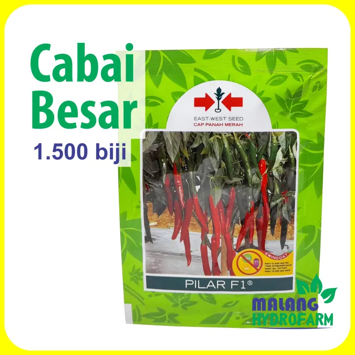 Benih Cabai Besar Pilar F1 1500 Biji Cap Panah Merah Merah Cabe Hijau