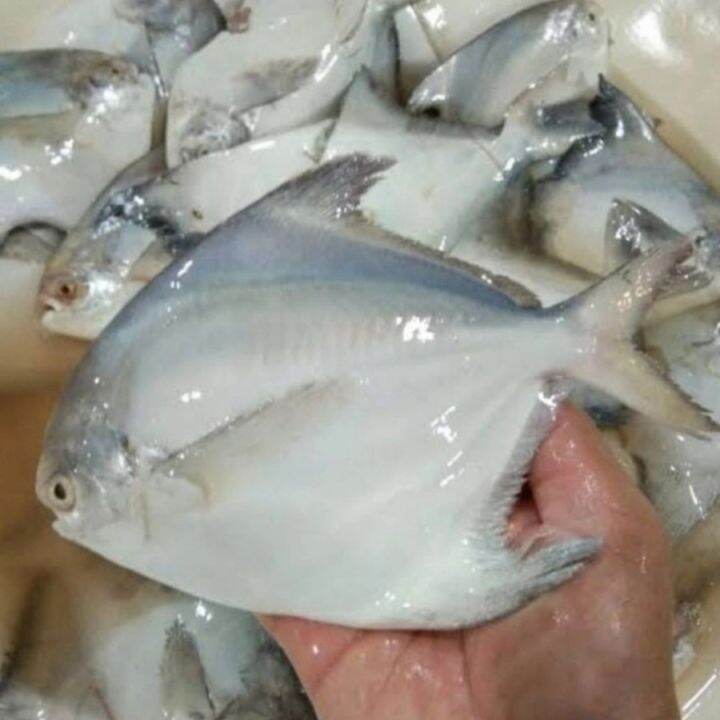 Ikan Bawal Putih Berkualitas Segar Lazada Indonesia