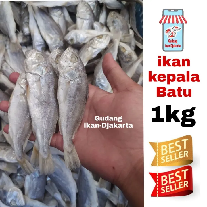 Ikan Asin Kepala Batu 1kg Lazada Indonesia