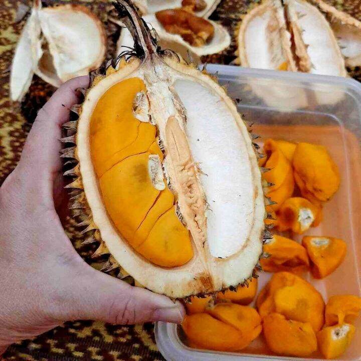 Lai Durian Seeds Durio Kutejensis Lazada Ph