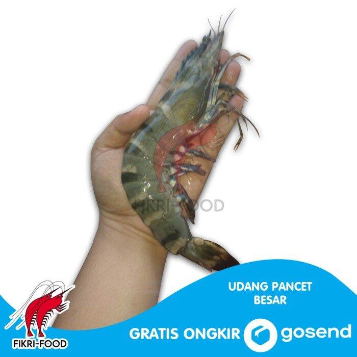 Udang Pancet Windu Tiger Besar Segar Fresh 500gr Lazada Indonesia