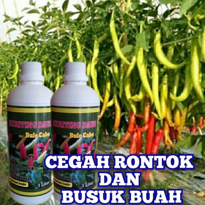 Pupuk Anti Virus Keriting Daun Cabai Cegah Rontok Patek Dan Busuk