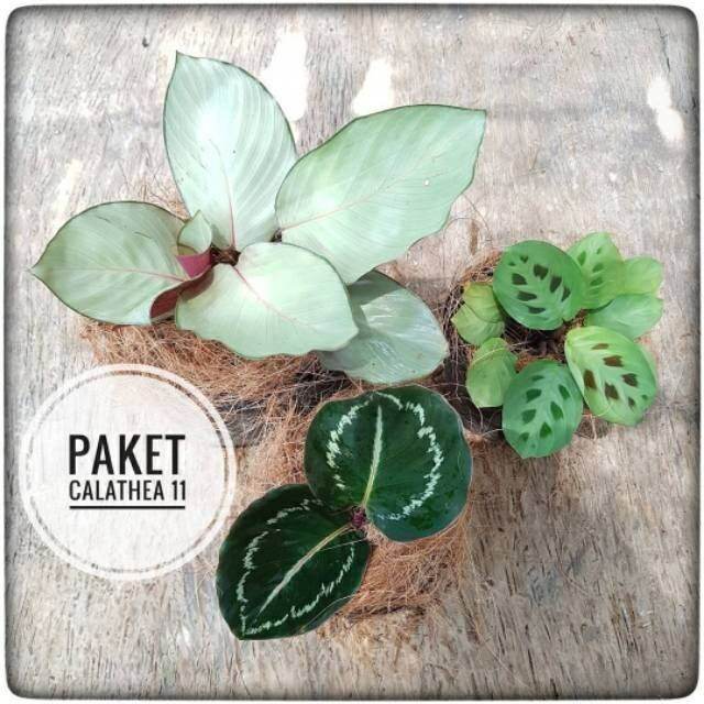 Paket Hemat Tanaman Hidup Jenis Calathea Lazada Indonesia