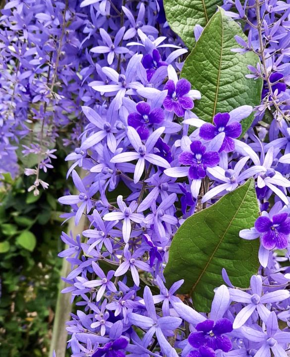 Sandpaper Vine Queen Purple Wreath Petrea Volubilis Pokok Hidup