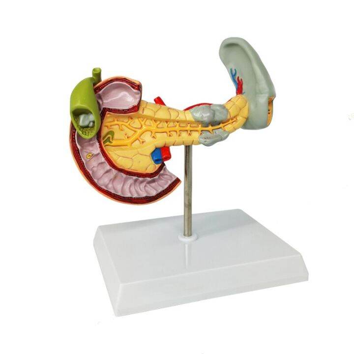 Anatomical Pathological Digestive System Model Of Pancreas With Spleen